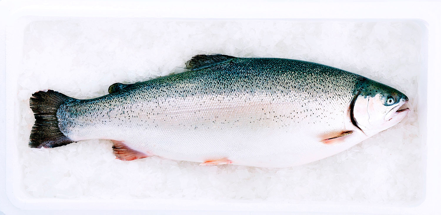 Norwegian Rainbow Trout